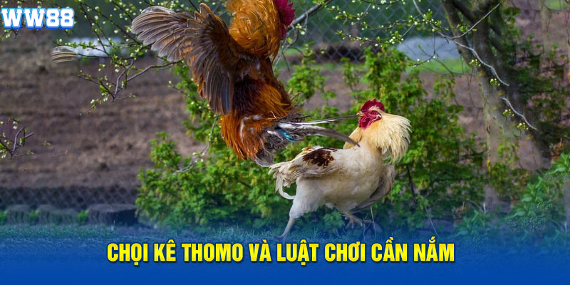 Choi kê Thomo và luật chơi cần nắm