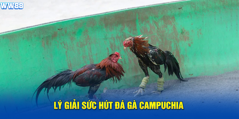 Lý giải sức hút đá gà Campuchia